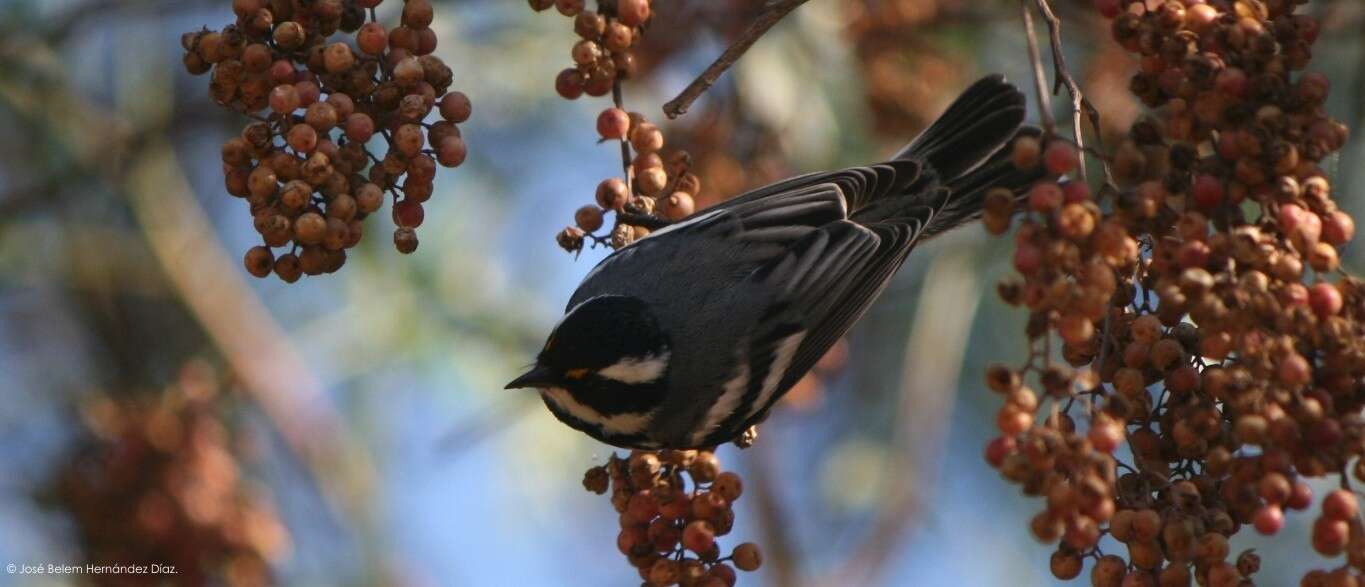 Image of Black-throated Grey Warbler