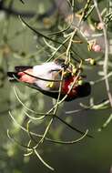 Image of Mistletoebird