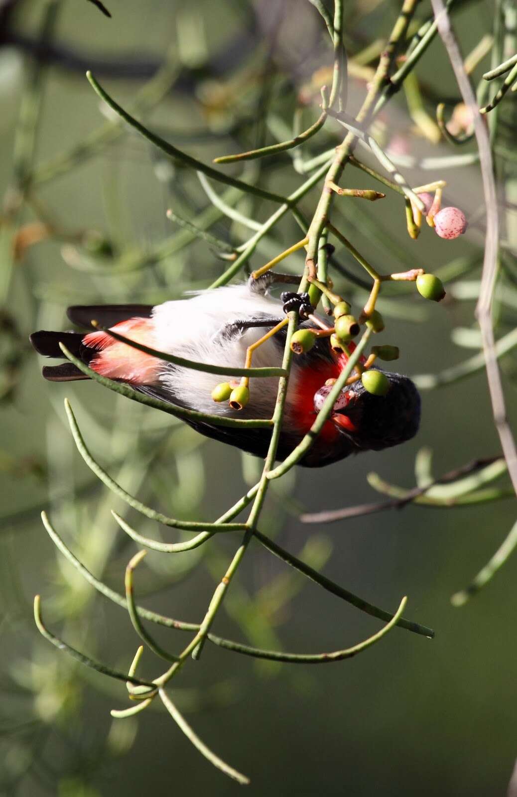 Image of Mistletoebird