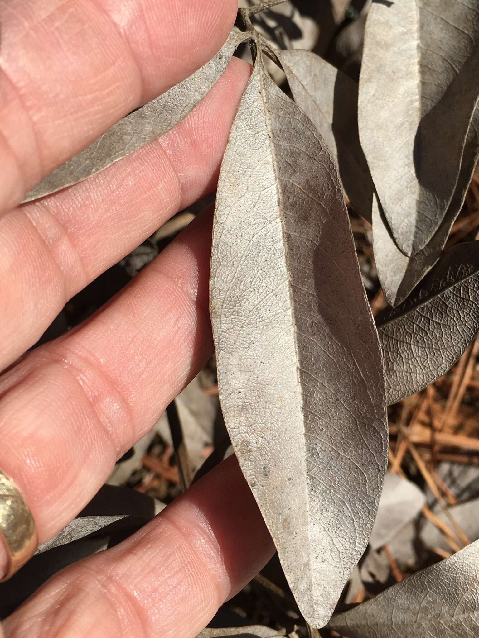 Image de Baptisia cinerea (Raf.) Fernald & B. G. Schub.