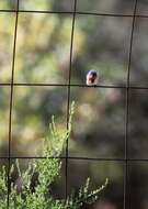 Image of Mistletoebird