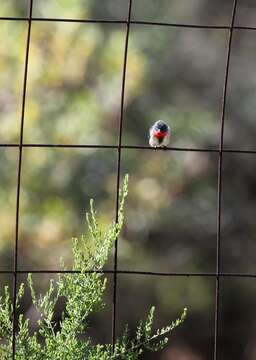 Image of Mistletoebird