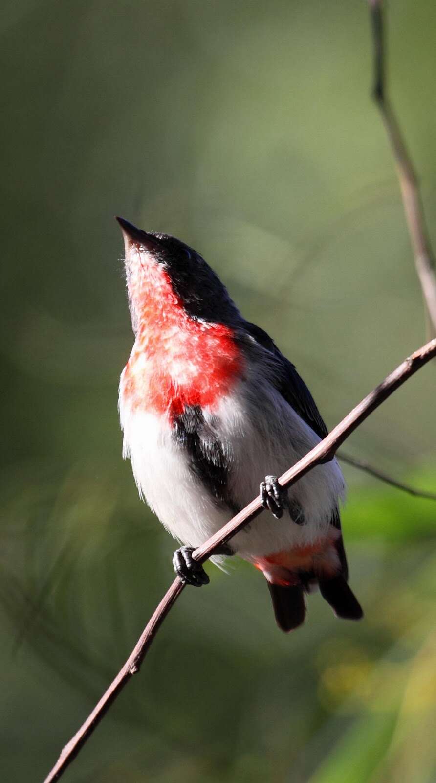 Image of Mistletoebird