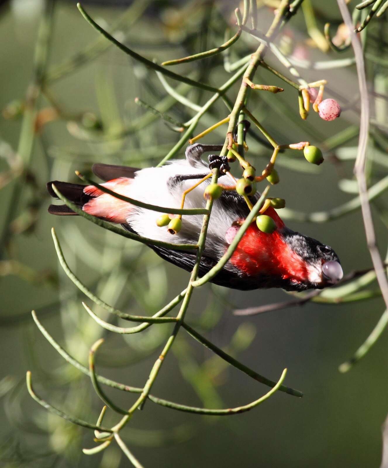 Image of Mistletoebird