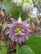 Imagem de Passiflora ligularis A. Juss.