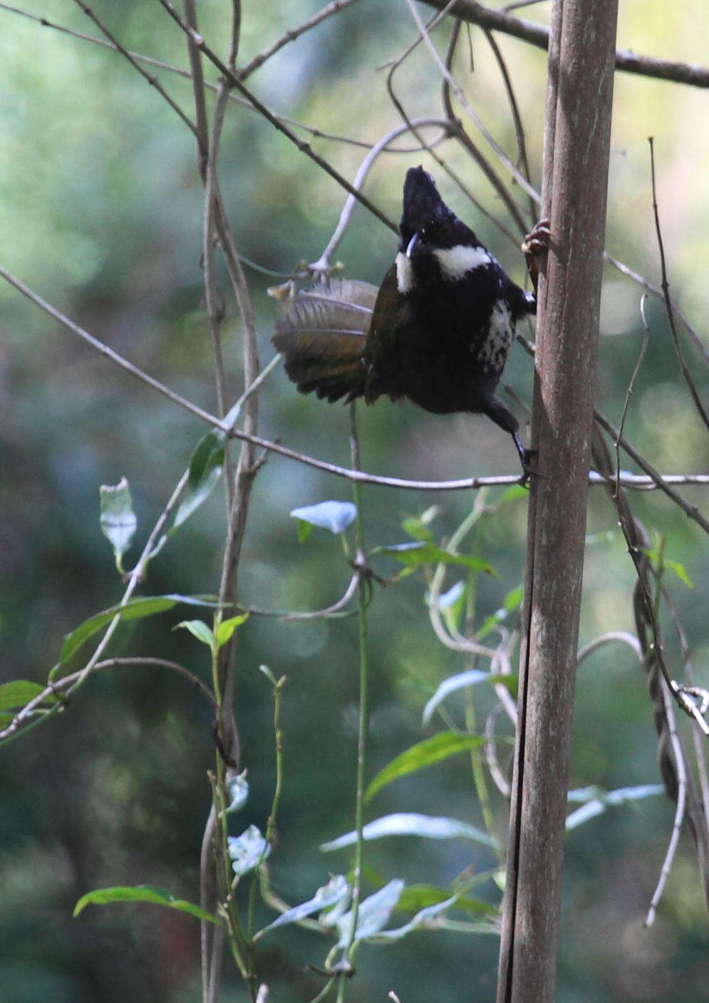 Image of Eastern Whipbird