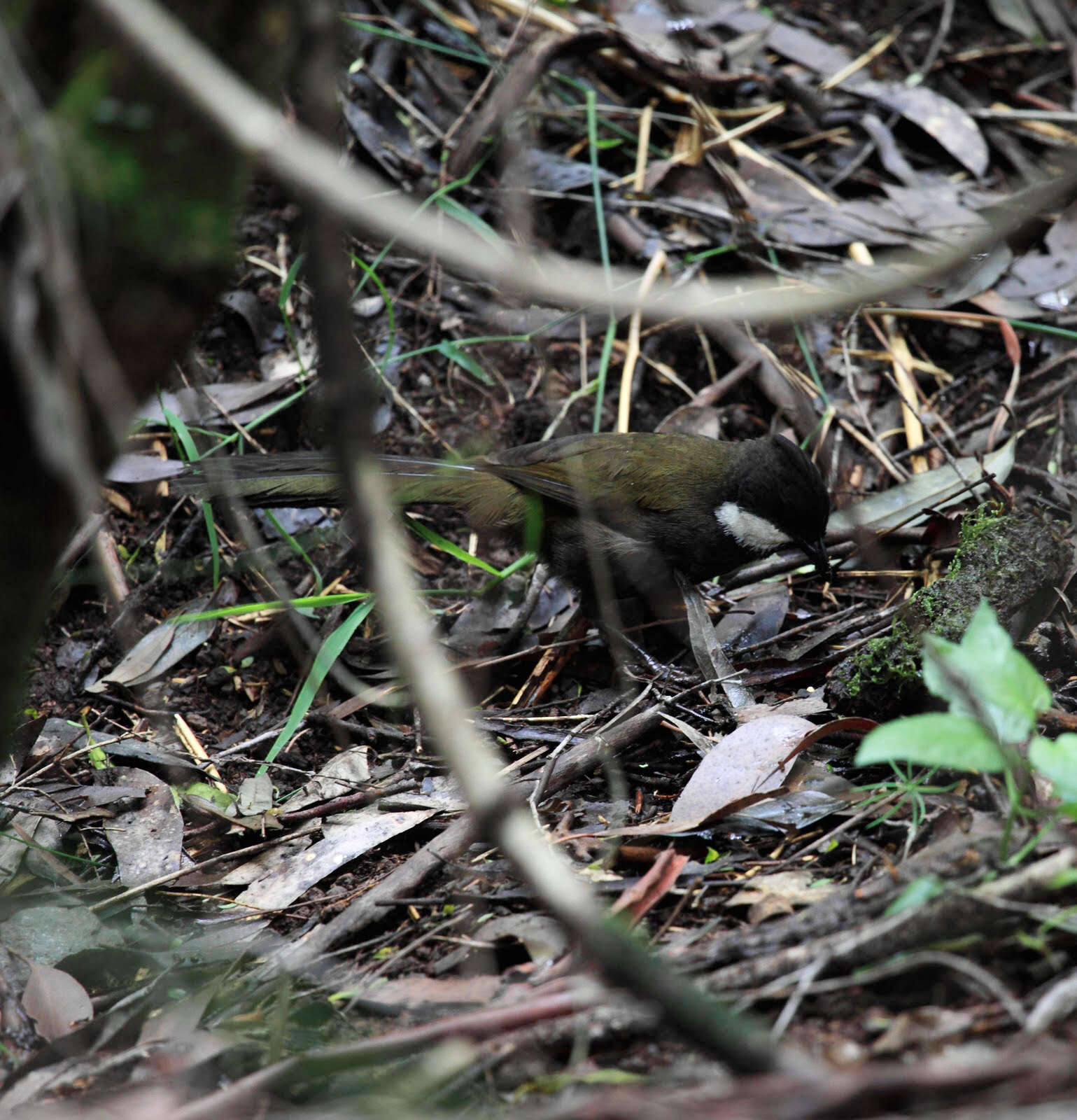 Image of Eastern Whipbird