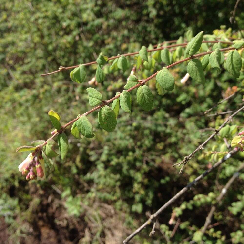 Image of pink snowberry