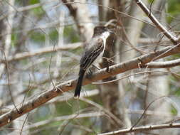 Image of Loggerhead Kingbird