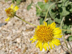 Sivun Encelia virginensis A. Nels. kuva