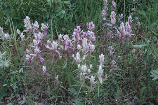 Image of Raup's Indian paintbrush