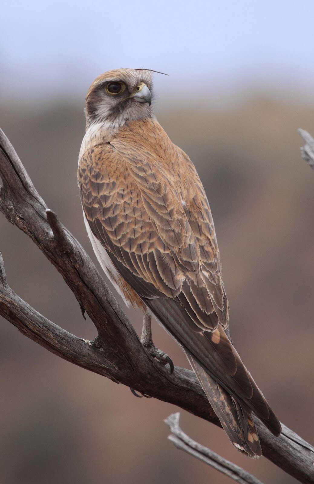 Image of Brown Falcon