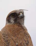 Image of Brown Falcon