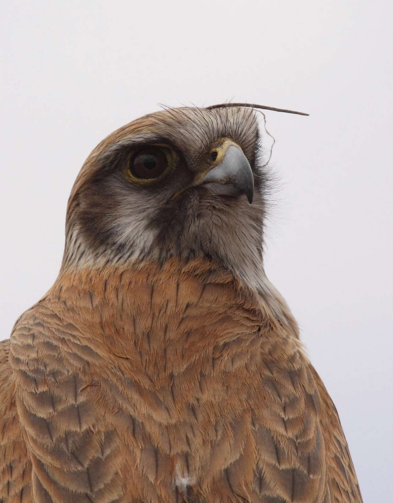 Image of Brown Falcon