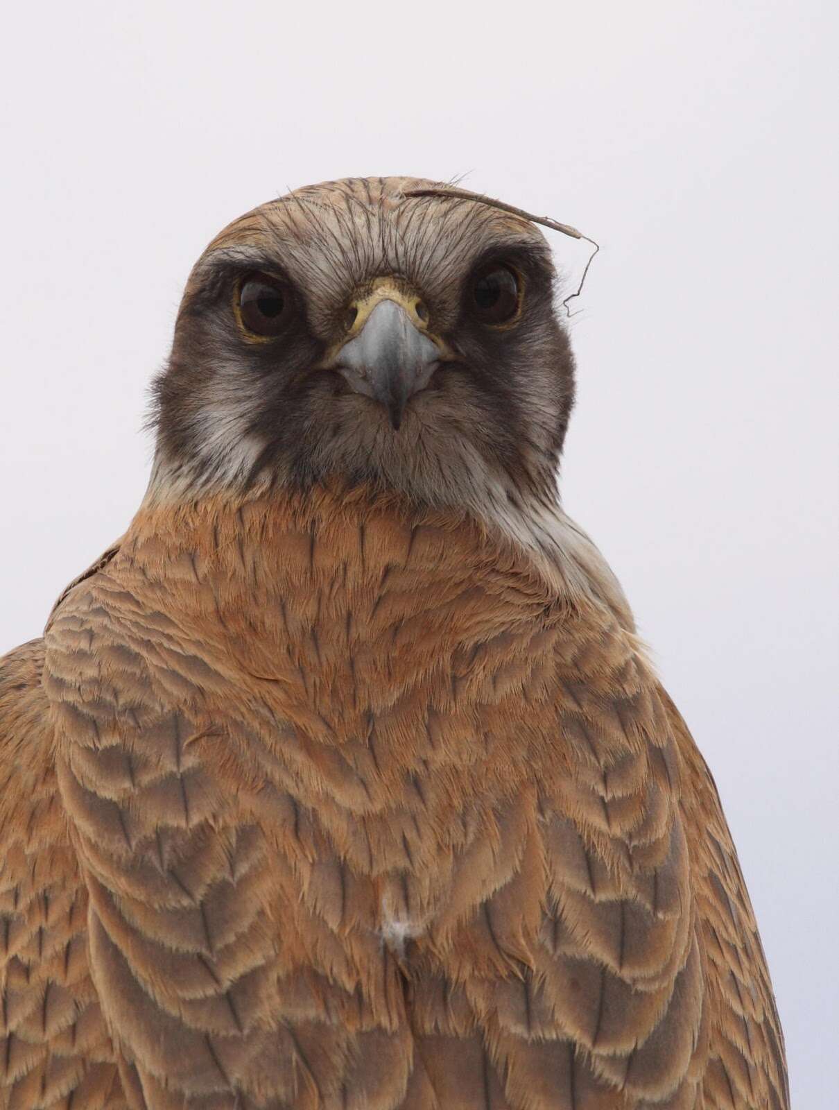 Image of Brown Falcon