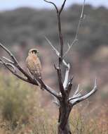 Image of Brown Falcon