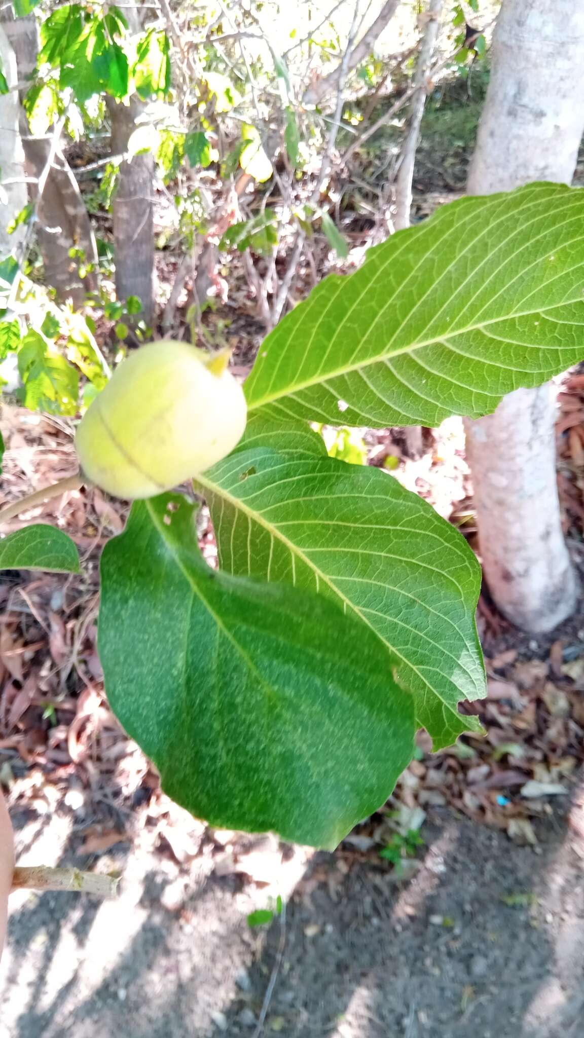 Image of Turraea sericea Sm.