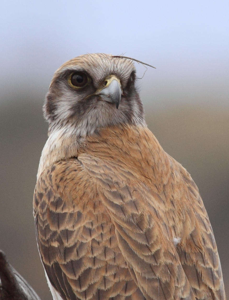 Image of Brown Falcon