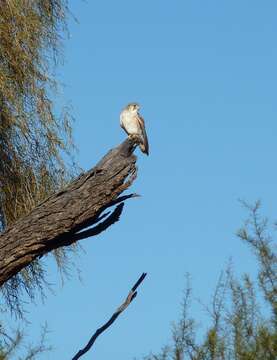 Image of Australian Kestrel