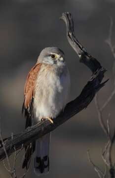 Image of Australian Kestrel