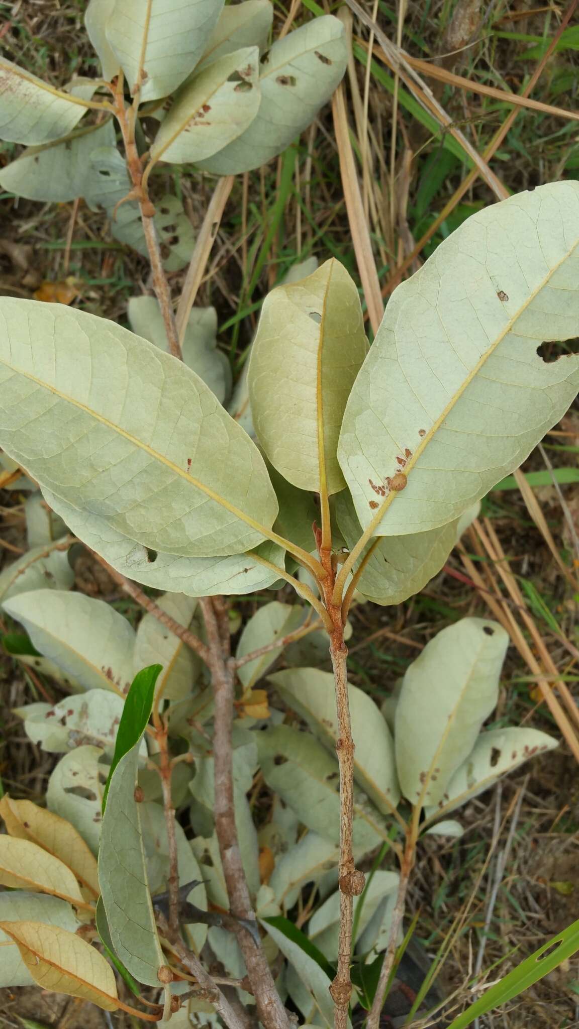 Acridocarpus excelsus subsp. perrieri Arenes的图像
