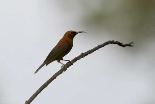 Image of Copper Sunbird