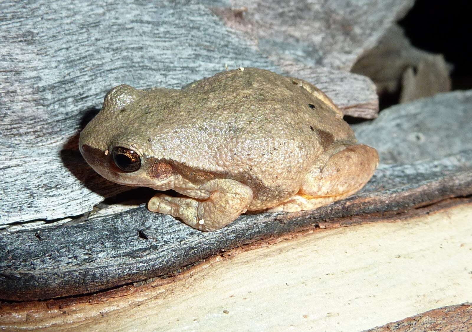 Sivun Litoria rubella (Gray 1842) kuva