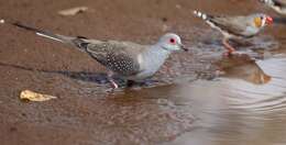 Image of Diamond Dove