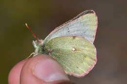 Image of Labrador Sulphur