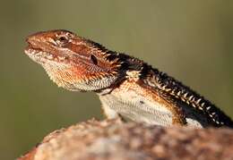 Image of Central bearded dragon