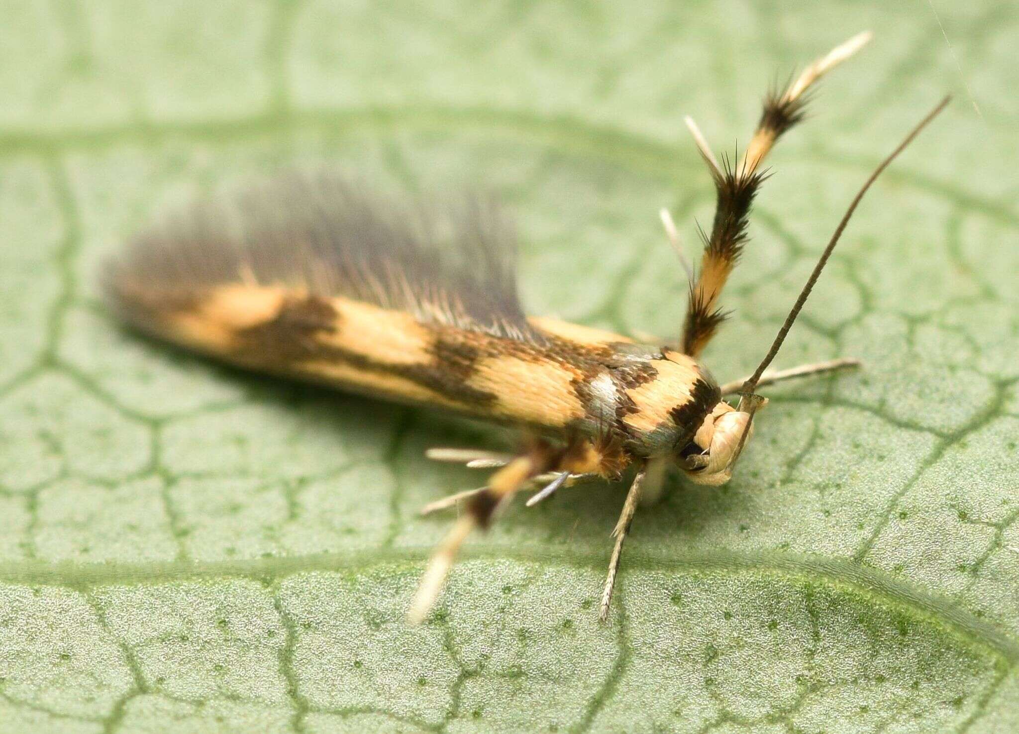 Слика од Stathmopoda pedella Linnaeus 1761