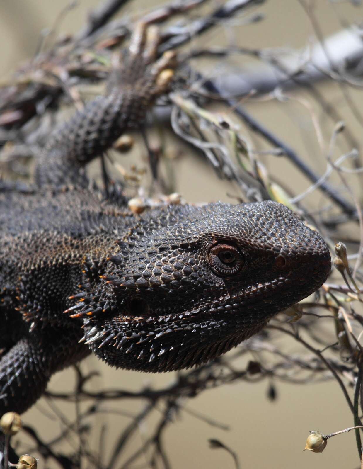 Image of Central bearded dragon