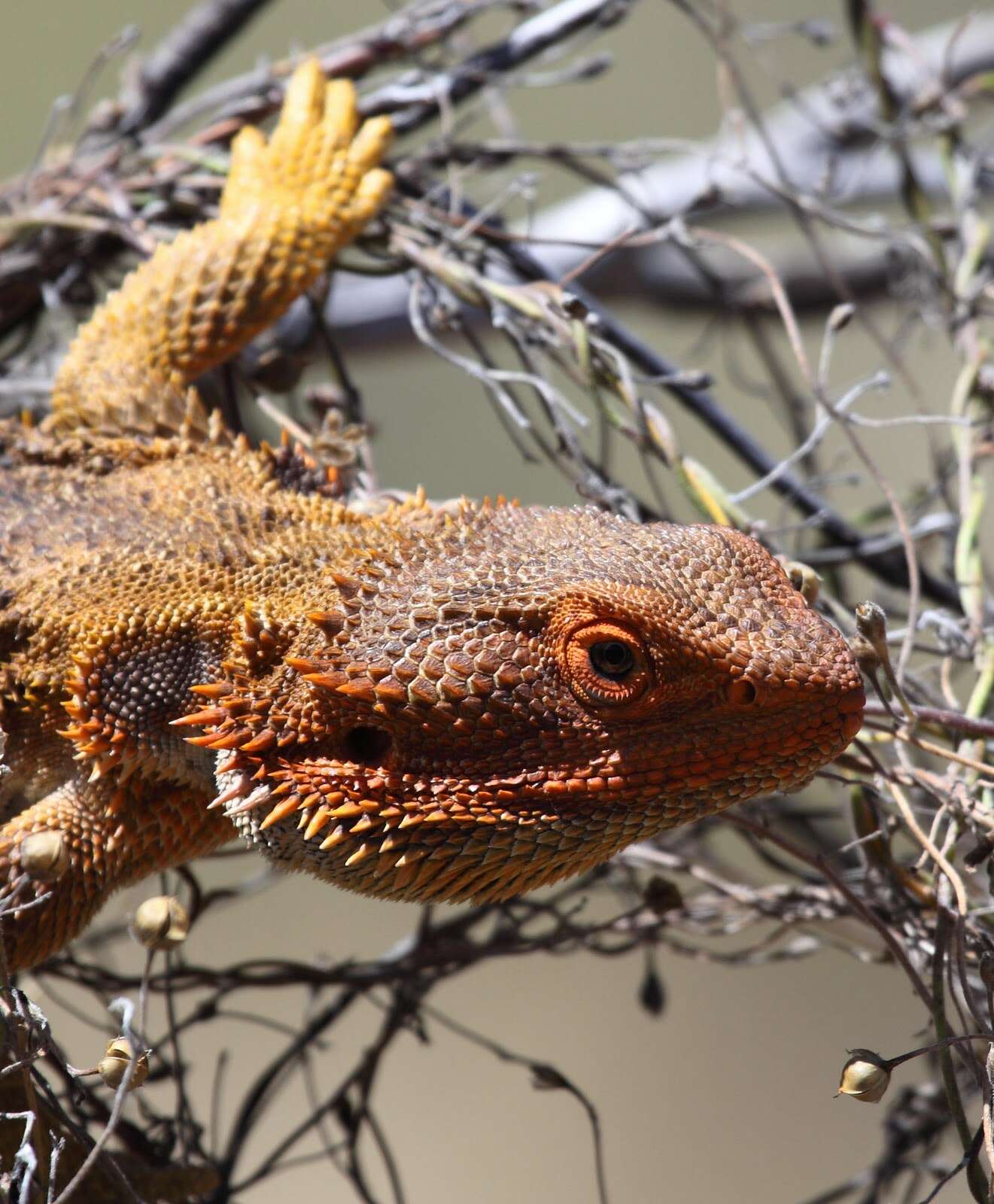 Image of Central bearded dragon