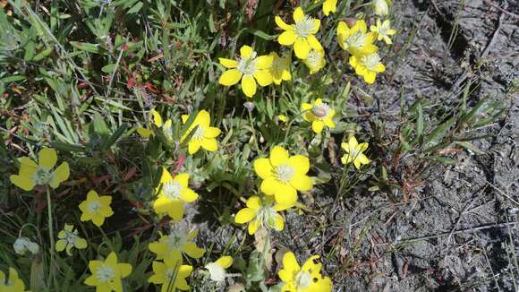 Image of Platystemon californicus Benth.