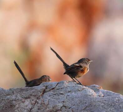 Image of Dusky Grasswren