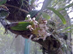 Image of Maxillaria densa Lindl.