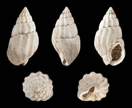 Image of netted dog whelk