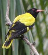 Image of Black-hooded Oriole