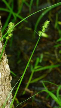 Plancia ëd Carex cephaloidea (Dewey) Dewey ex Boott