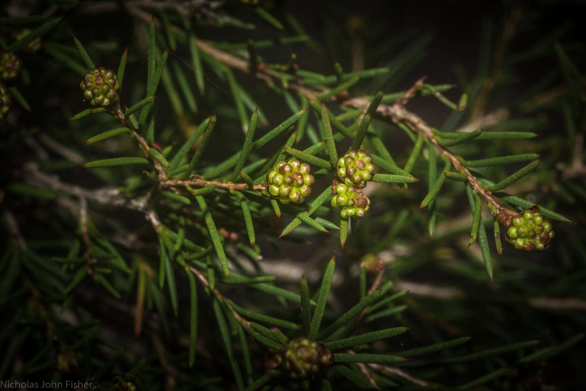 Sivun Melaleuca nodosa (Gaertn.) Sm. kuva