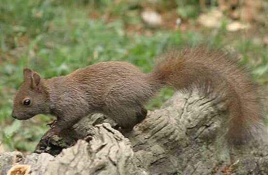 Image of Eurasian red squirrel