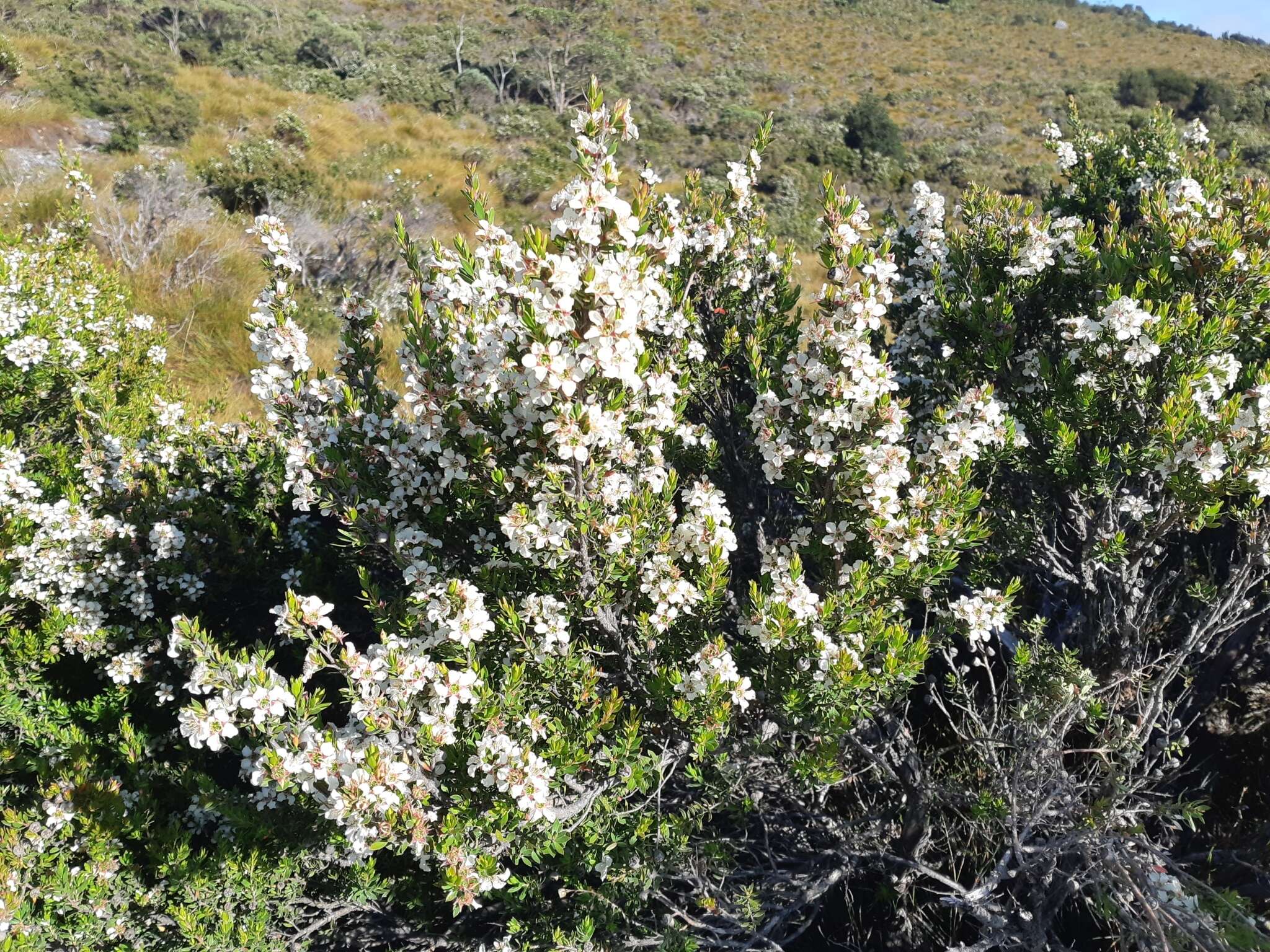 Image de Leptospermum nitidum Hook. fil.