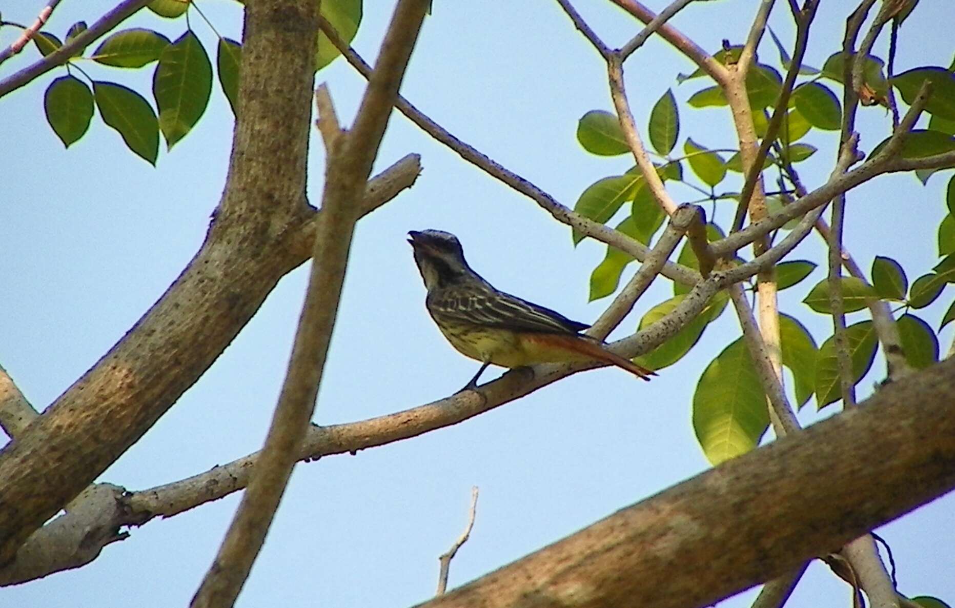 Image of Sulphur-bellied Flycatcher