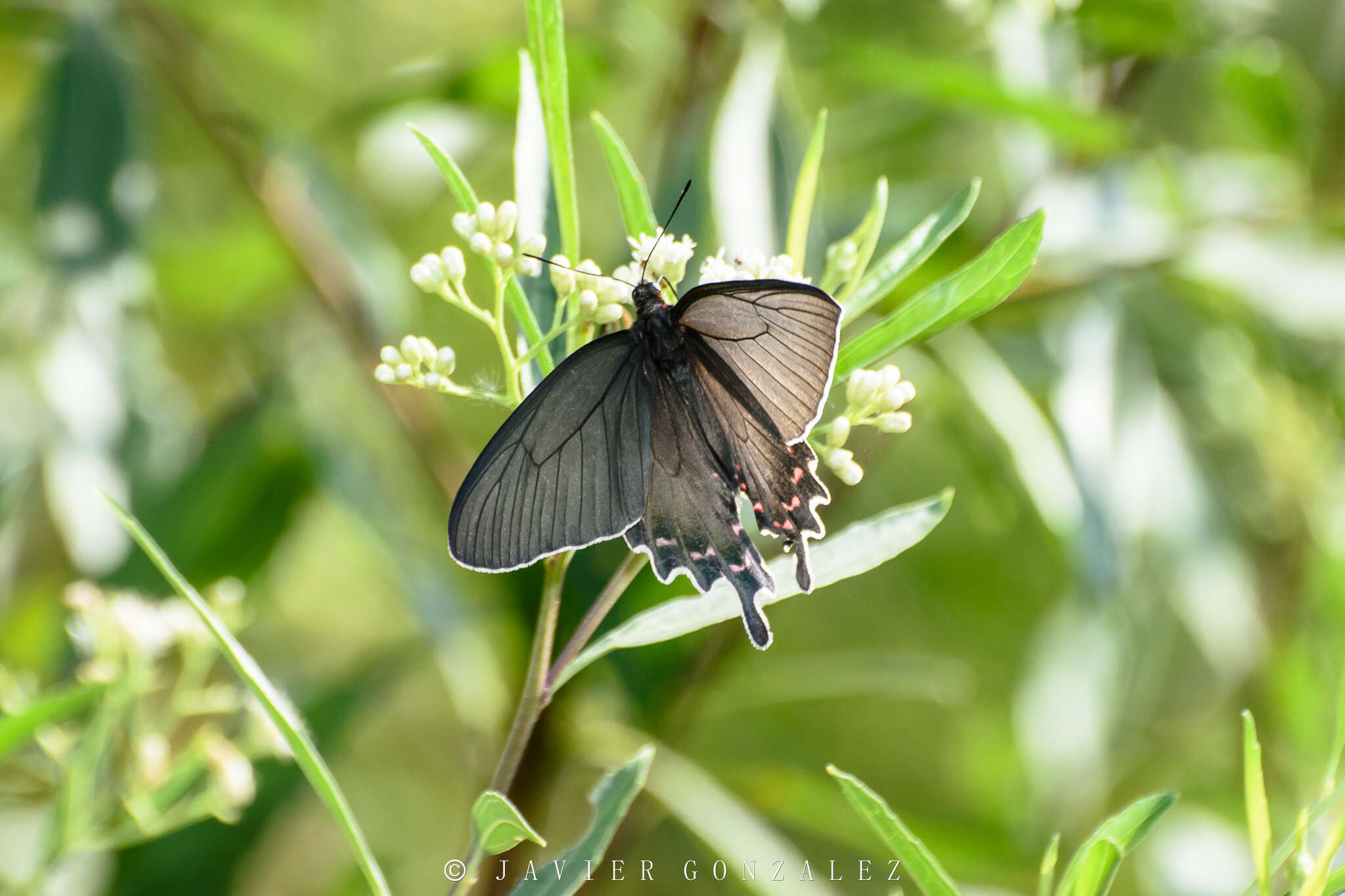 صورة Parides bunichus (Hübner 1821)