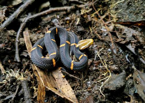 Azemiops Boulenger 1888的圖片