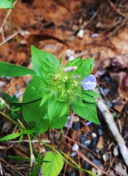 Image of Hairy Clustervine