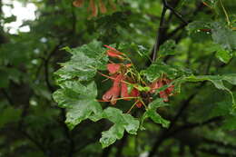 Image of Acer heldreichii subsp. trautvetteri (Medvedev) E. Murray