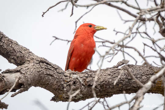 Image of Piranga rubra cooperi Ridgway 1869