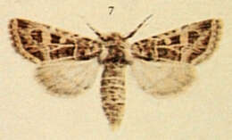 Image of Leucochlaena oditis Hübner 1822