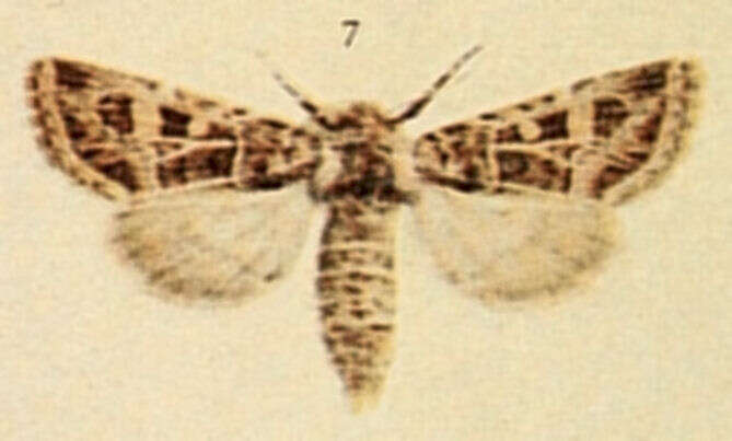 Image of Leucochlaena oditis Hübner 1822